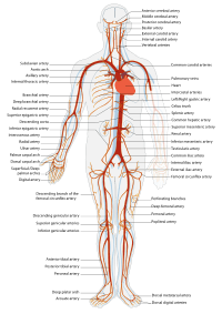 enfermedad arterial